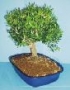 Bonsai - Buxus harlandii
