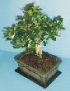 Bonsai - Carmona microphylla
