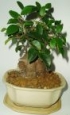 Bonsai - Ficus Retusa
