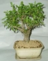 Bonsai Serissa foetida - strom tisce hvzd - ndhern kvetouc
